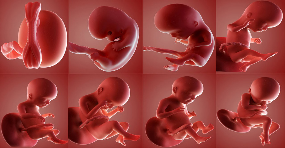 Ето каква чудесия постигнаха в Израел при отглеждането на ембриони