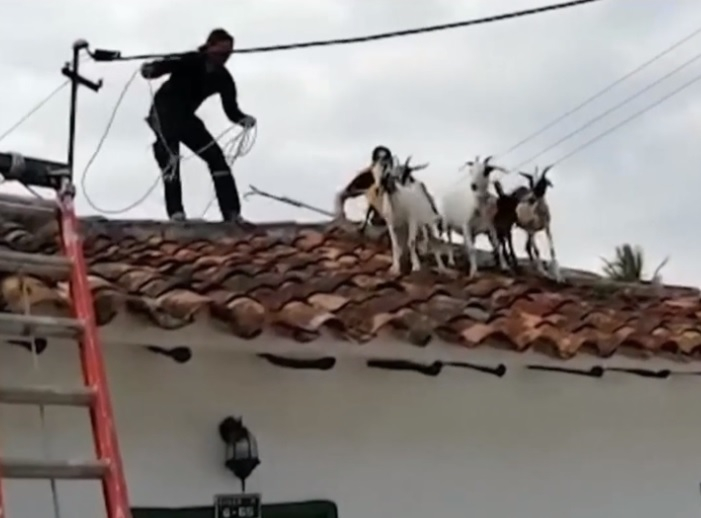 Куриоз: Стадо кози бе открито на покрив, как са стигнали до там е неизвестно ВИДЕО