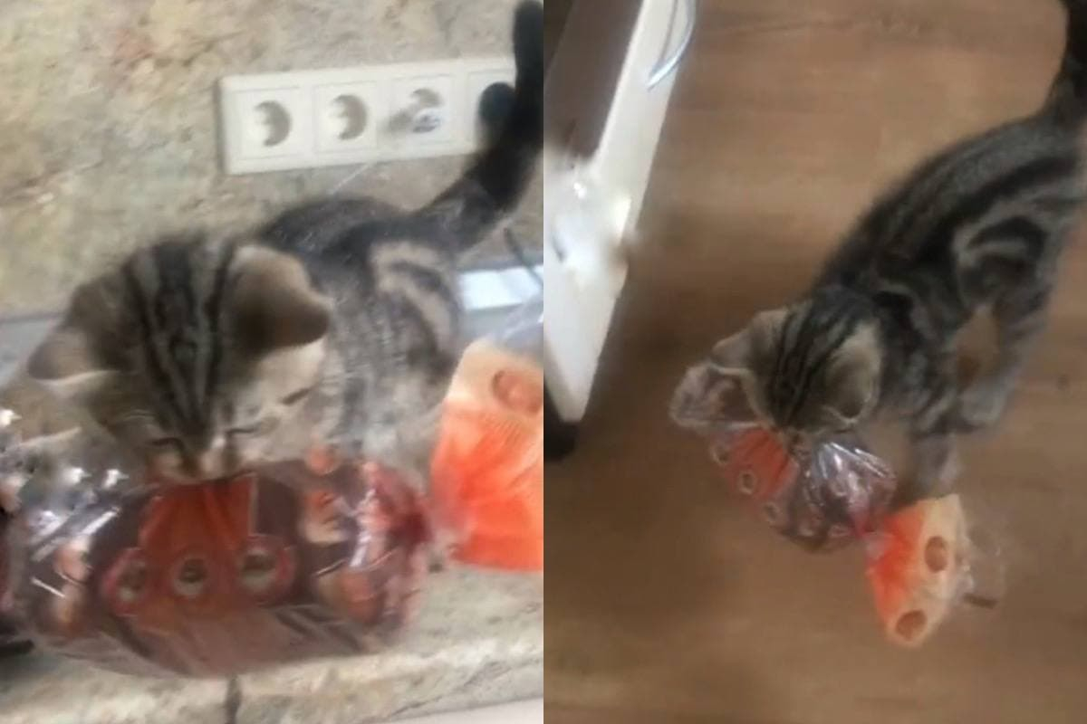 Котенце открадна хляб пред очите на собствениците и покори интернет ВИДЕО