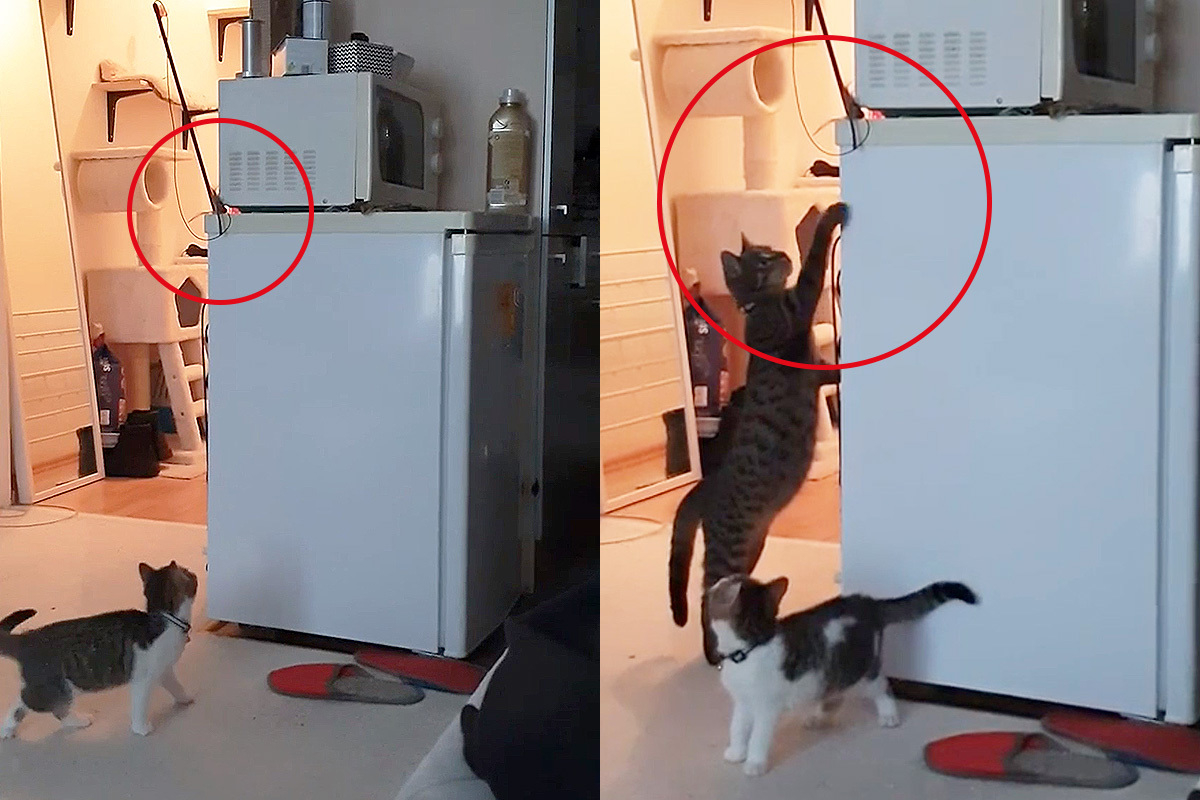 Котка извади заклещена играчка на котенце и възхити интернет ВИДЕО