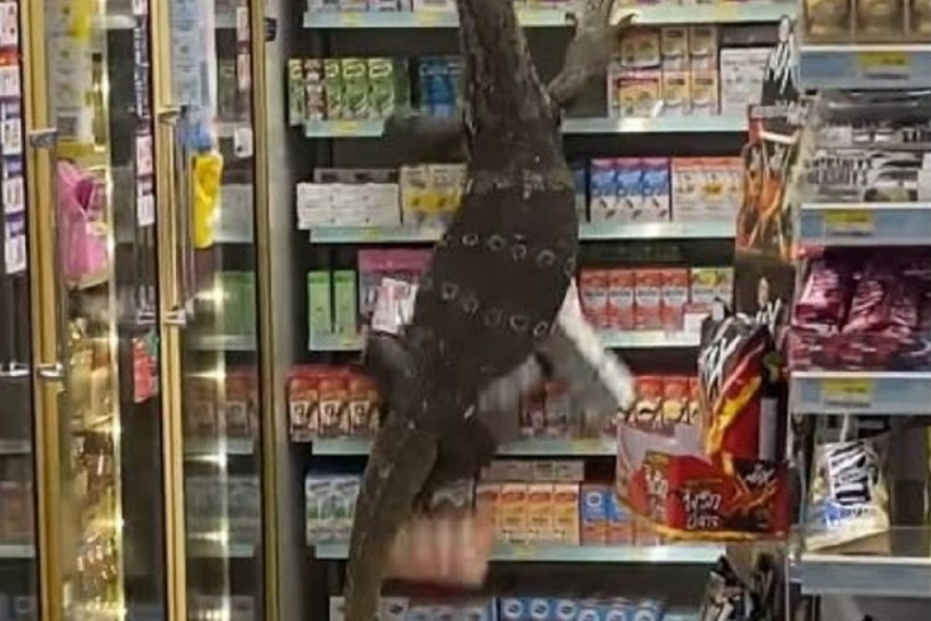 Гигантски гущер влезе в супермаркет и започва да унищожава всичко пред себе си ВИДЕО