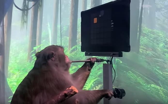 Шок: Чипираната маймуна на Мъск играе на компютър със силата на мисълта