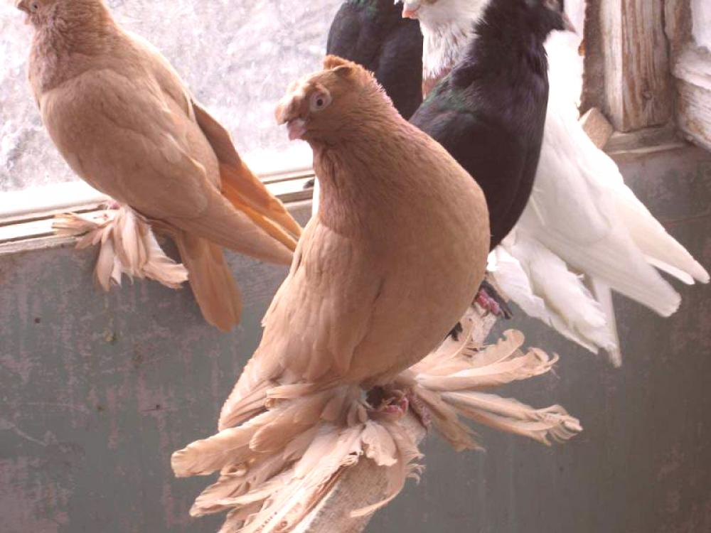 Мъж открадна 2 "узбекски бойни" гълъба, но не вярваше какво ще го сполети