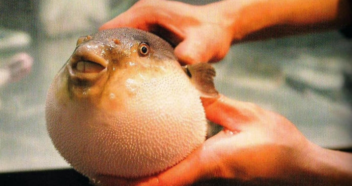 Ужас край Анталия - нашествие на смъртоносно отровната риба Фугу ВИДЕО