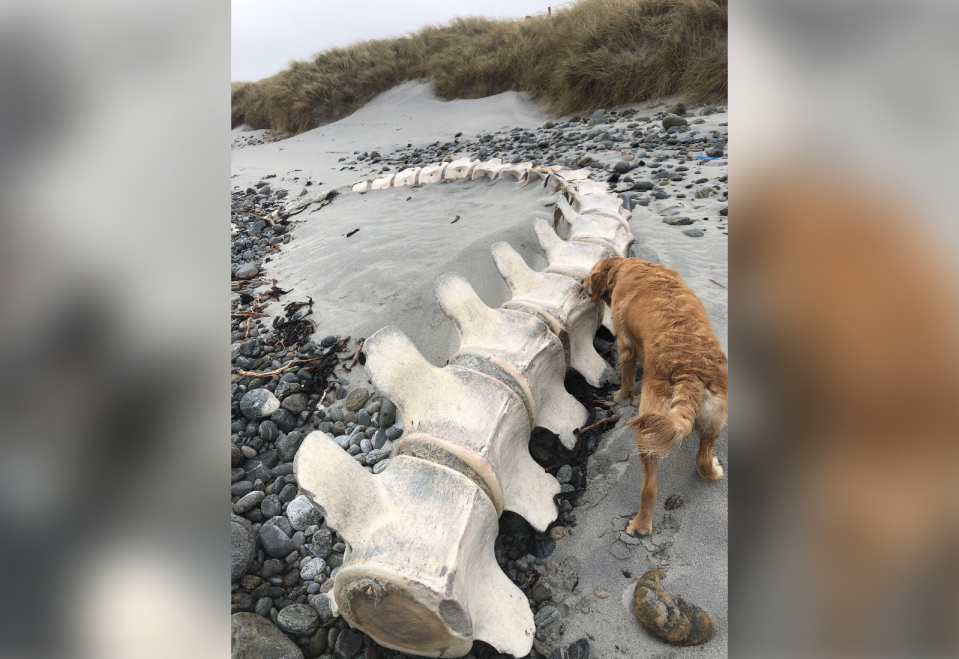 Откриха огромен 11-метров скелет на плаж и ловците на чудовището от Лох Нес вече знаят чий е