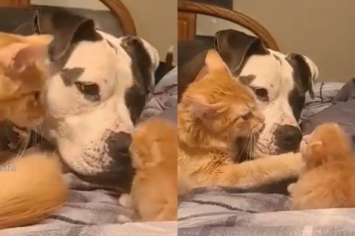 Майка котка запозна котето си с куче и покори интернет ВИДЕО
