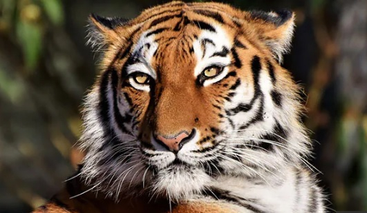 Тигър предизвика паника в Китай, напада хора и коли ВИДЕО