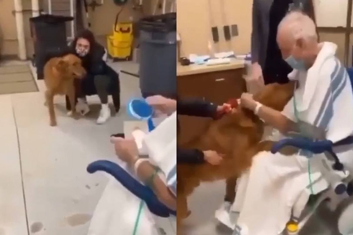 Емоционалната среща на куче с болния му собственик трогна мрежата ВИДЕО