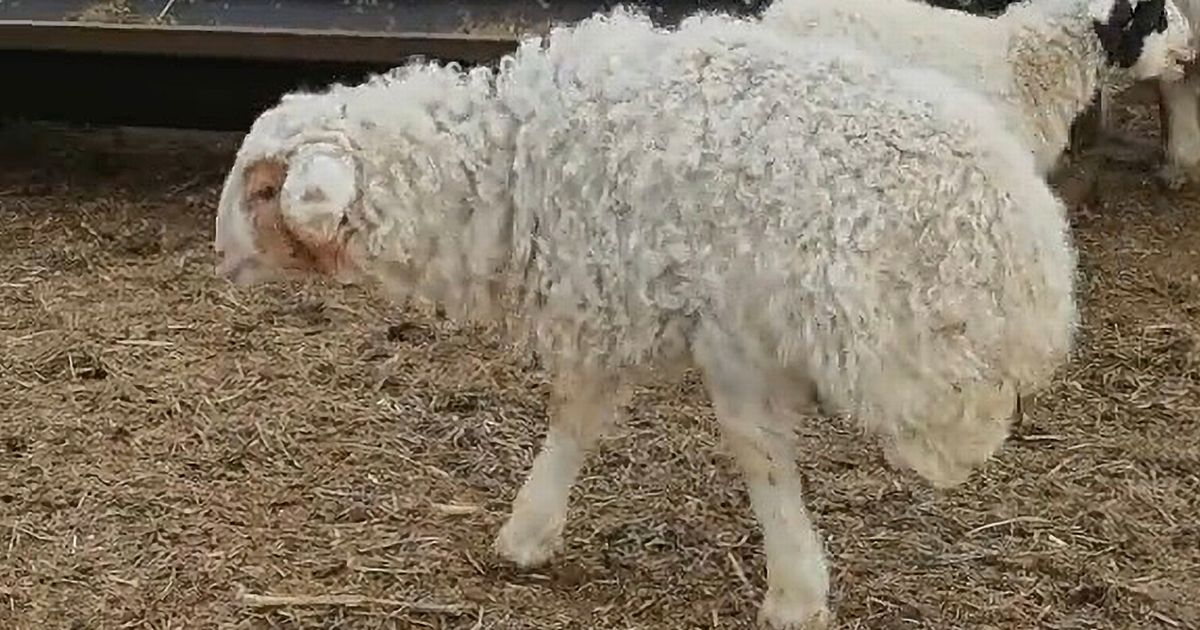 Овца мутант се научи да ходи като човек и шокира мрежата СНИМКИ