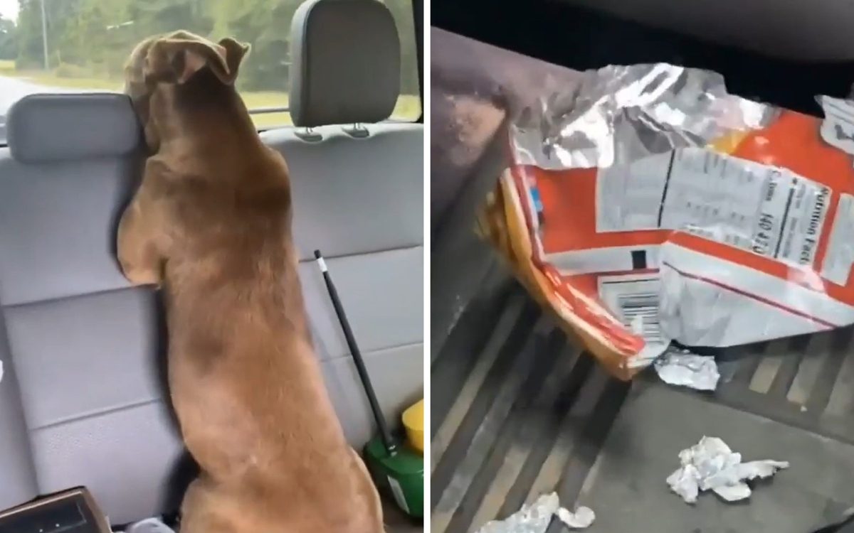 Забавно: Куче се престори, че не знае кой е изял чипса на собственика ВИДЕО