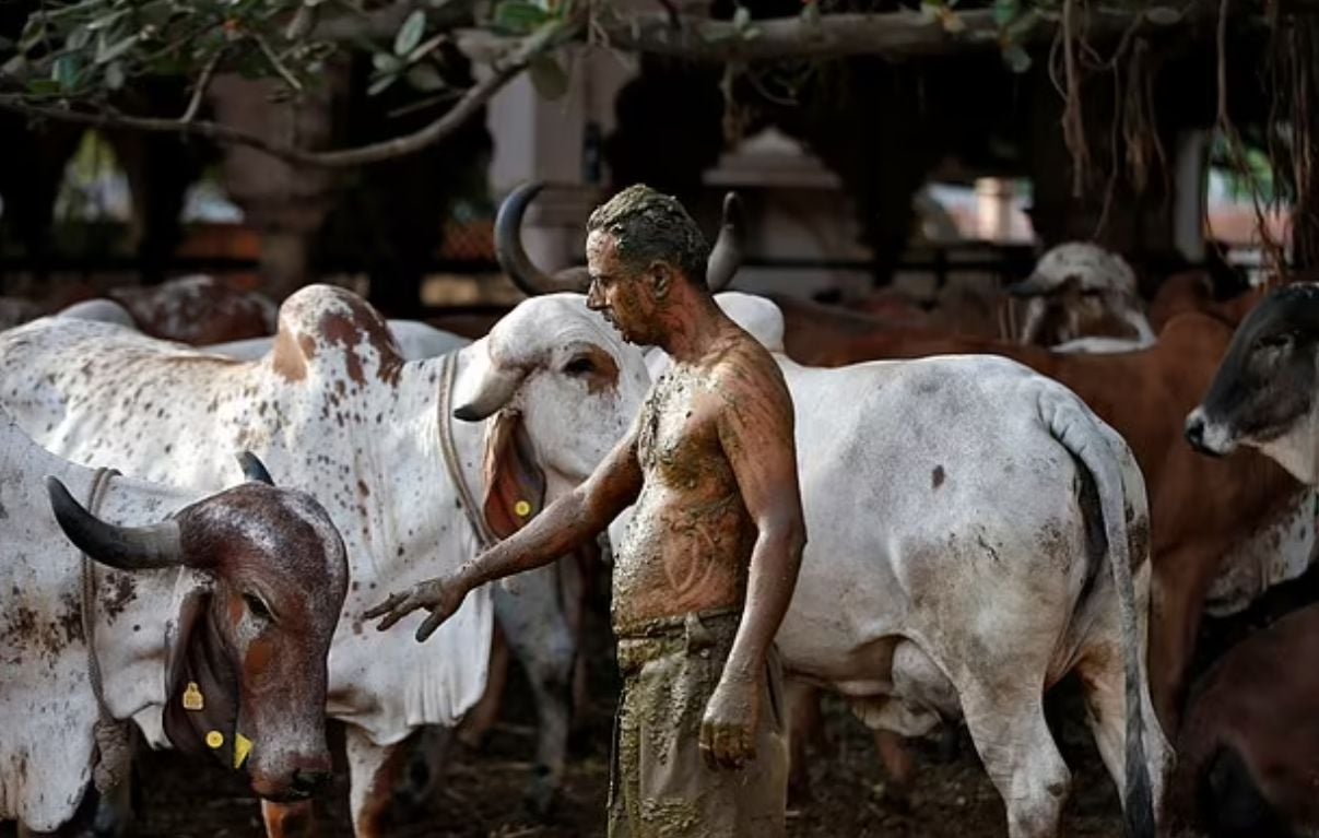 Отчаяни индийци се мажат с кравешки екскременти, за да се спасят от К-19 СНИМКИ 