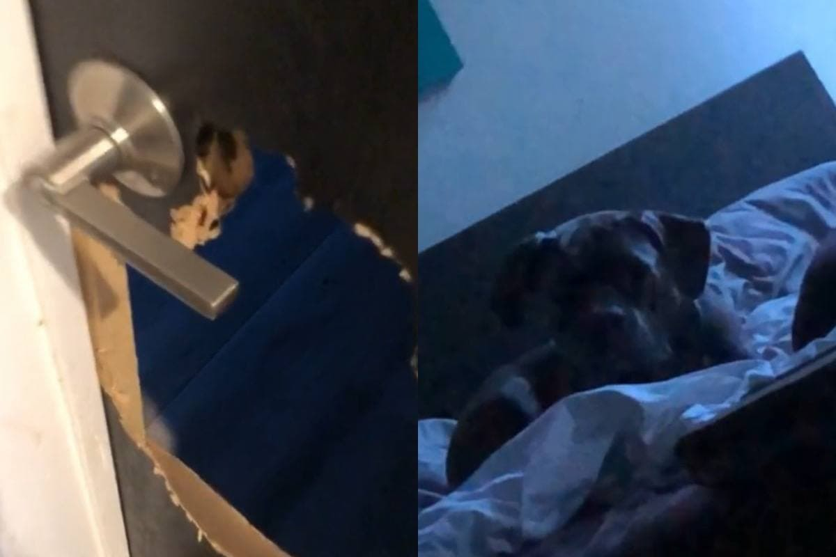Куче, което разби врата, за да спи в легло, разсмя интернет ВИДЕО