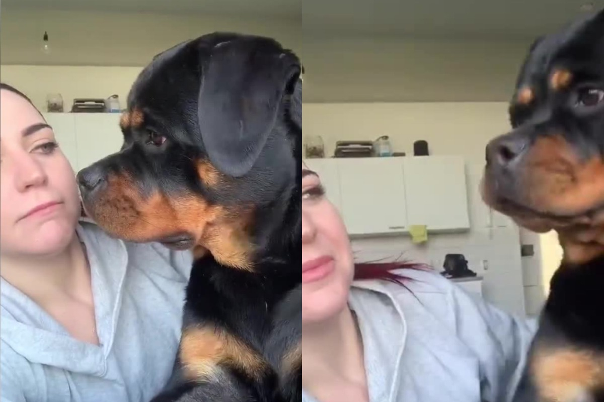 Смешната реакция на куче към собственичката му покори мрежата ВИДЕО