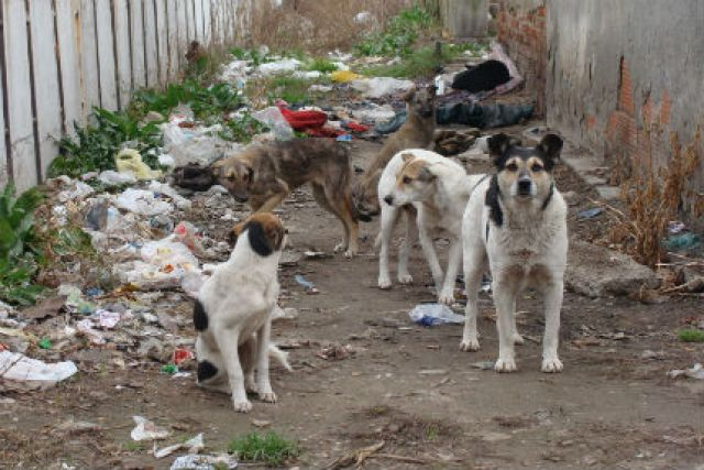 Кметът на Кричим въвежда глоба от 500 лв. за хранене на бездомни кучета 
