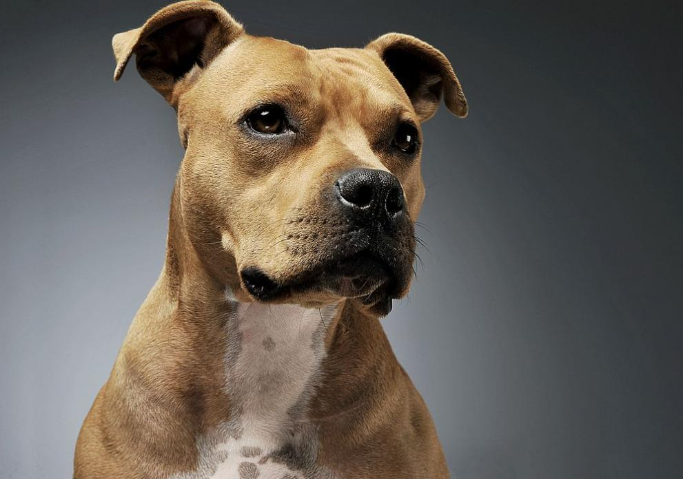 Ето тези породи кучета са забранени за отглеждане, а причината... ВИДЕО 