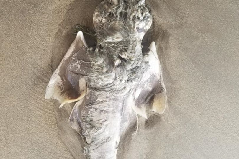 Невиждан морски звяр с „ангелски крила“ бе открит на плажа