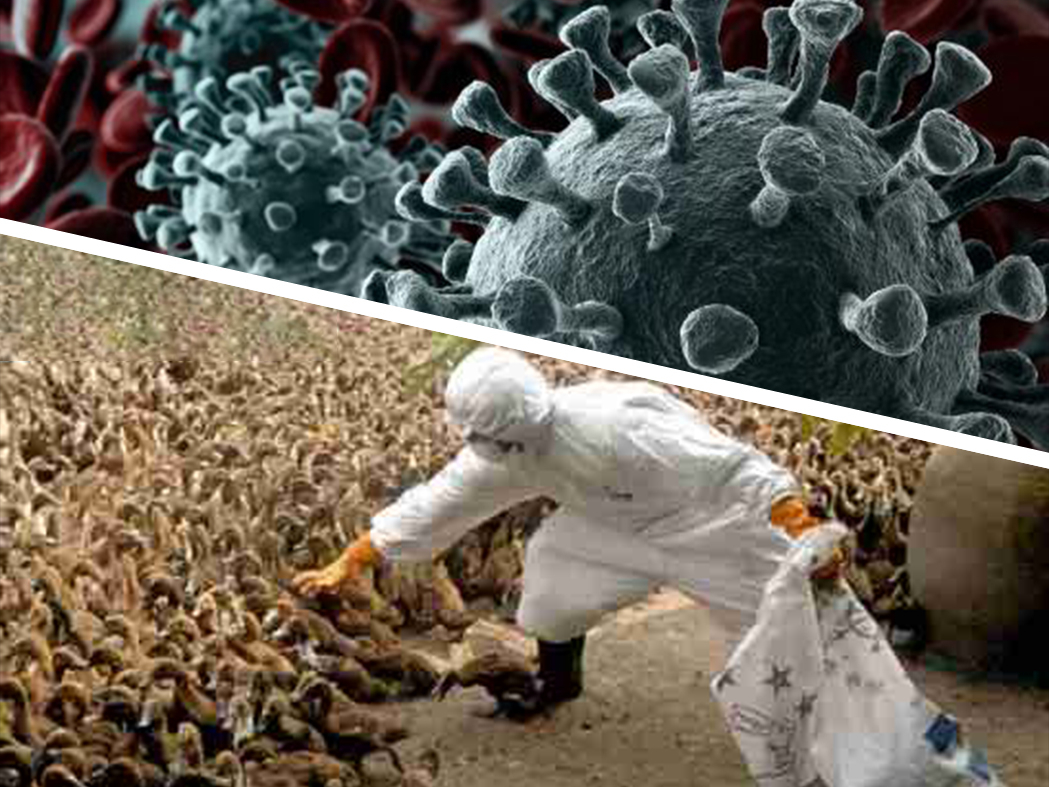 Птичи грип мутира и бута К-19: Опасната инфлуенца потвърдена и в...