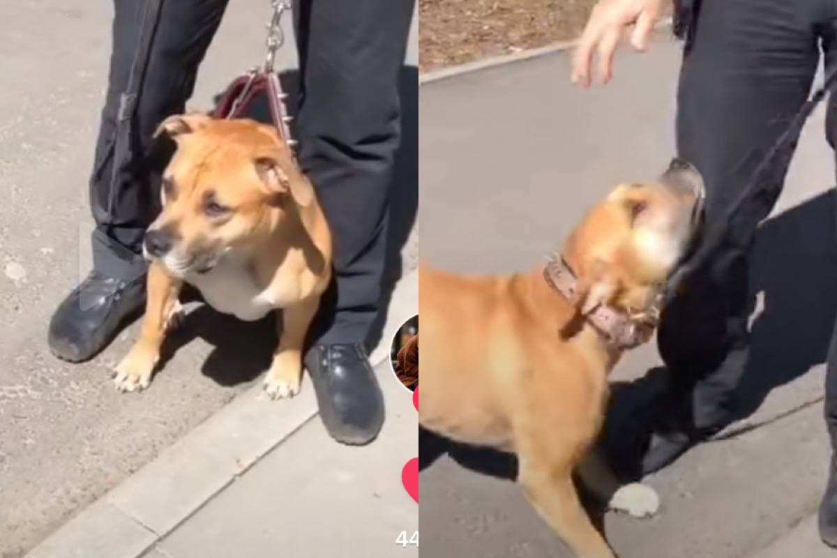 Реакцията на куче към собственика му след дълга раздяла умили мрежата ВИДЕО