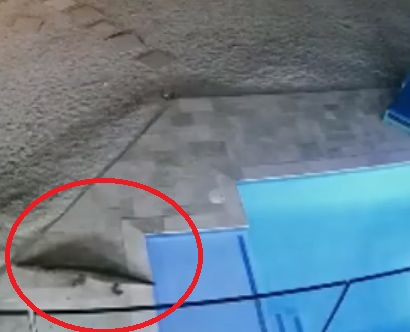 Как ще реагирате, ако в басейна ви плува... крокодил ВИДО