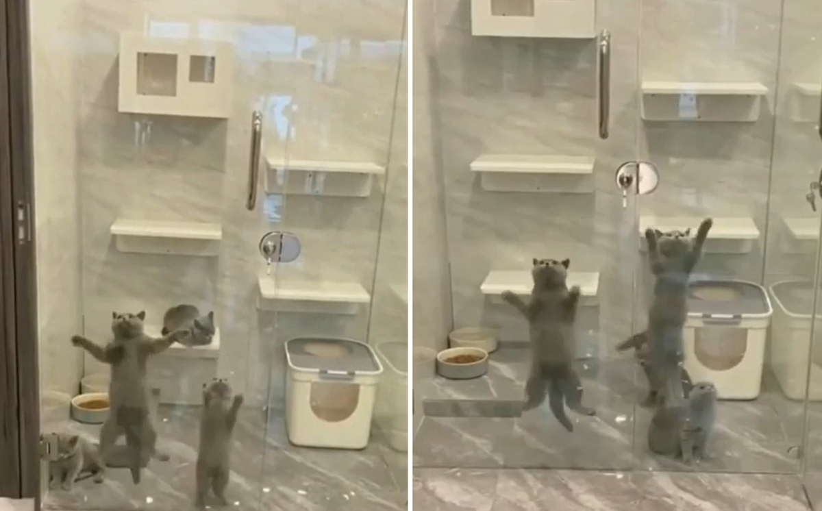ВИДЕО запечата забавния "танц" на малки котенца