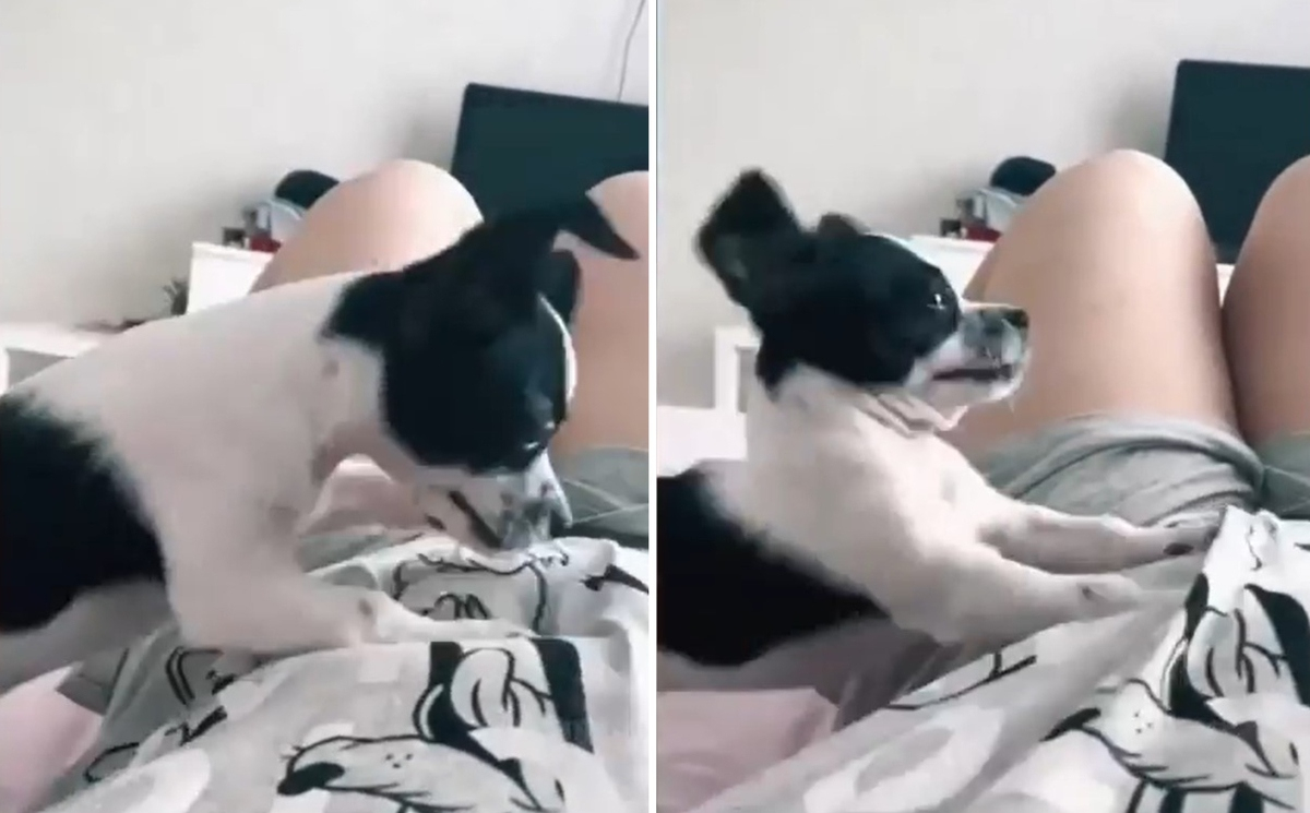 Собственичка научи кучето си да й прави масаж за отслабване ВИДЕО