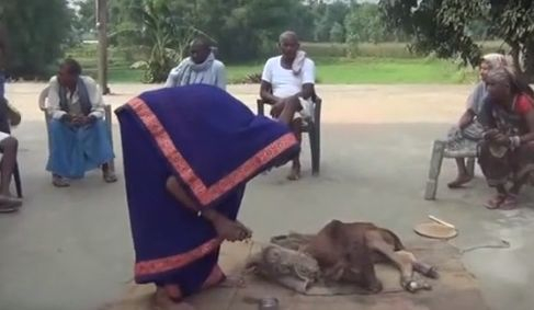 В Индия се кланят на теле с две глави