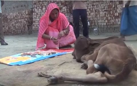 В Индия се кланят на теле с две глави