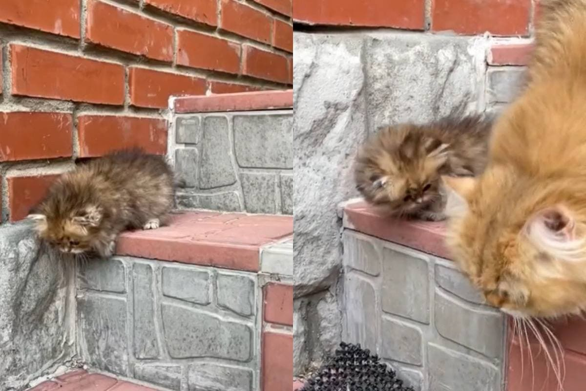 Майка котка научи котенцето си да слиза по стълбите и възхити интернет ВИДЕО