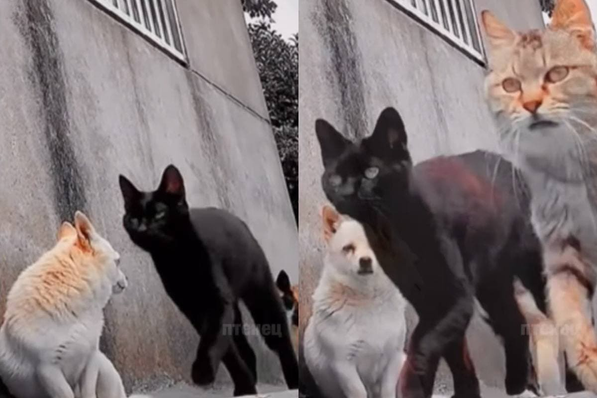Объркано куче, срещнало банда дръзки котки, накара мрежата да се смее ВИДЕО
