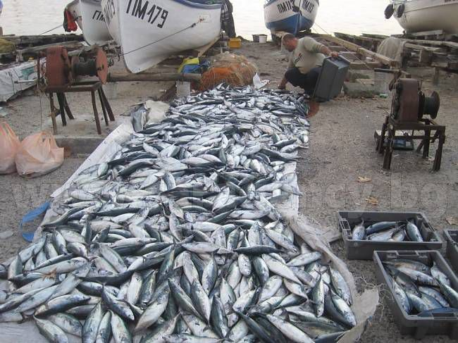 Бургаските рибари са в екстаз от този знак на съдбата в Черно море