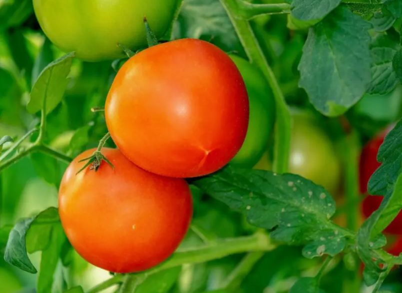 За богата реколта от домати – пъхнете това в дупката, в която ще ги садите
