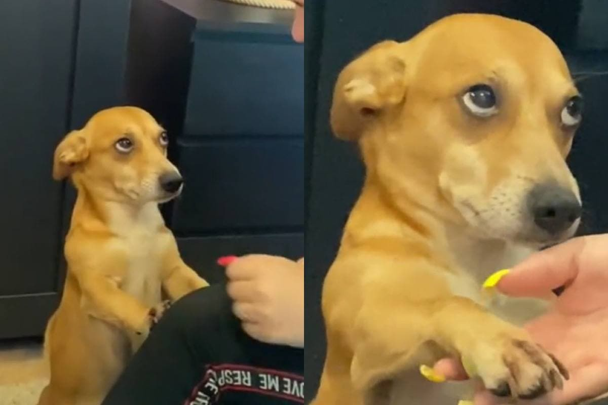 Куче, което хипнотизира с поглед собственичката си, бе заснето на ВИДЕО