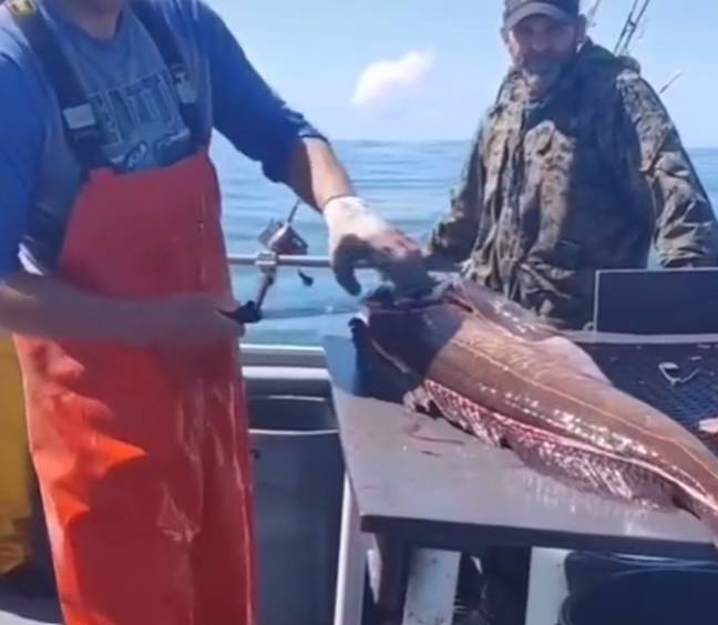 Рибар сряза корема на риба и откри нещо шокиращо СНИМКИ
