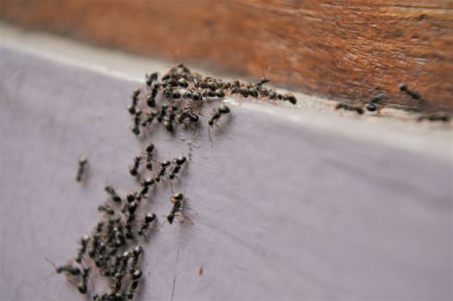 Без отрова: Ето как бързо ще прогоните мравките от дома ВИДЕО