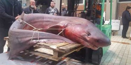 Шок! Голяма човекоядна акула в Черно море, възможно ли е? СНИМКИ/ВИДЕО