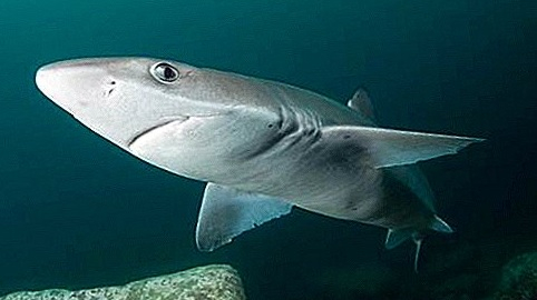 Шок! Голяма човекоядна акула в Черно море, възможно ли е? СНИМКИ/ВИДЕО
