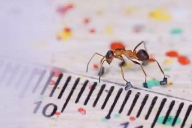 Рекорд! Блогър успя да обуе мравка и се прослави в мрежи ВИДЕО