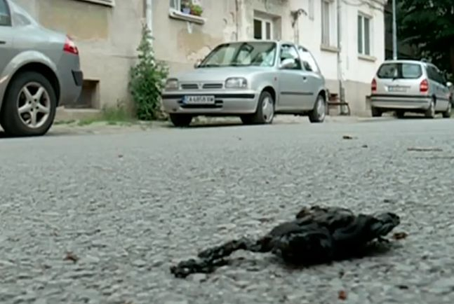Мистерия обви ужаса със самозапалил се мъж в София, преди това той... ВИДЕО