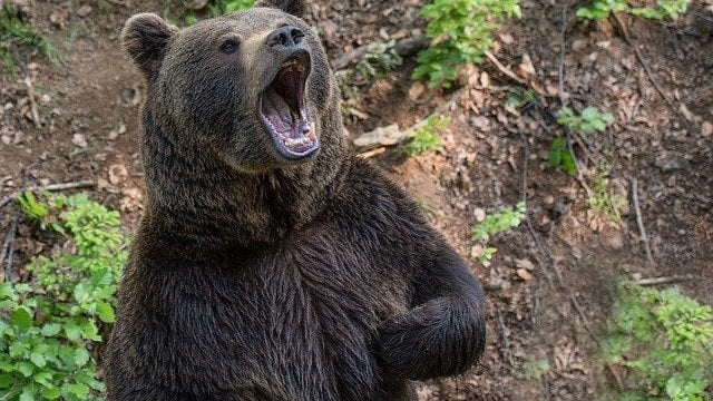 В деня за размисъл: Мечката от Белица удари в земята мераклиите за депутати