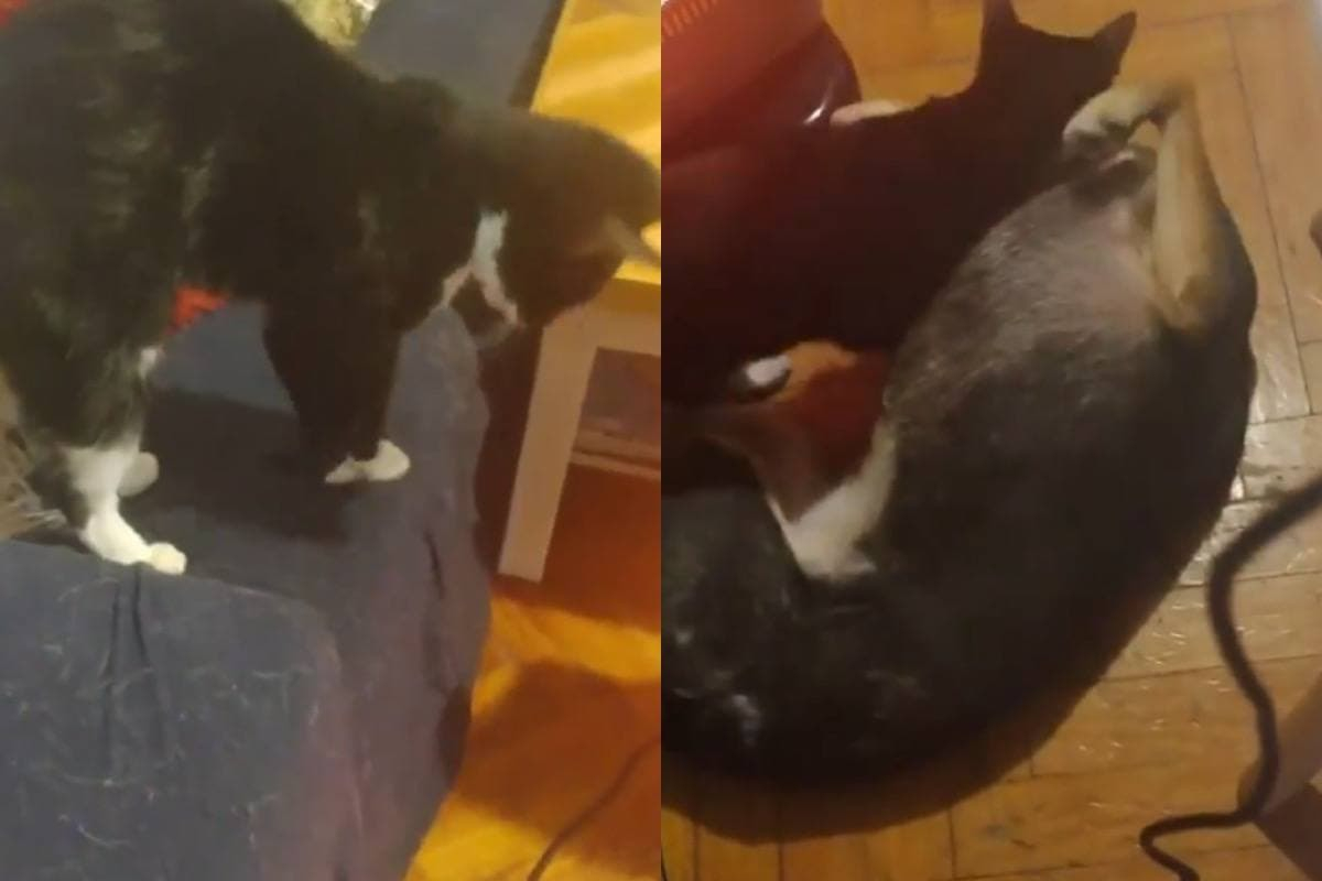 Любвеобилна котка отиде да се прегръща с куче и покори интернет ВИДЕО