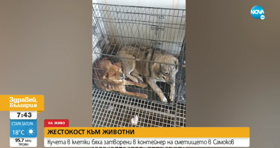 Безобразие: Община Самоков държи бездомни кучета в метален контейнер на сметището без вода и храна СНИМКА
