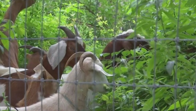 Десетки кози се включиха в „гурме поход“ в Ню Йорк