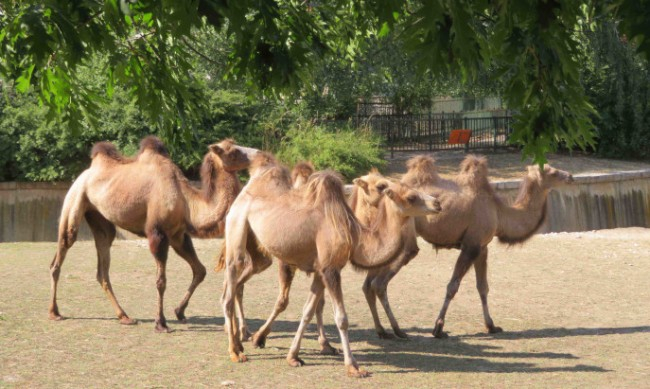 Столичният зоопарк се сдоби със специални животни ВИДЕО