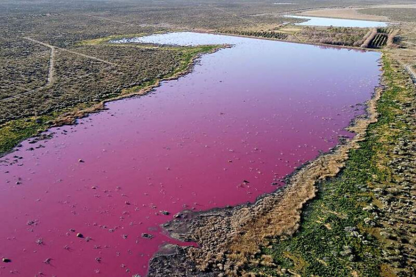 Феномен: Аржентинска лагуна стана розова поради...