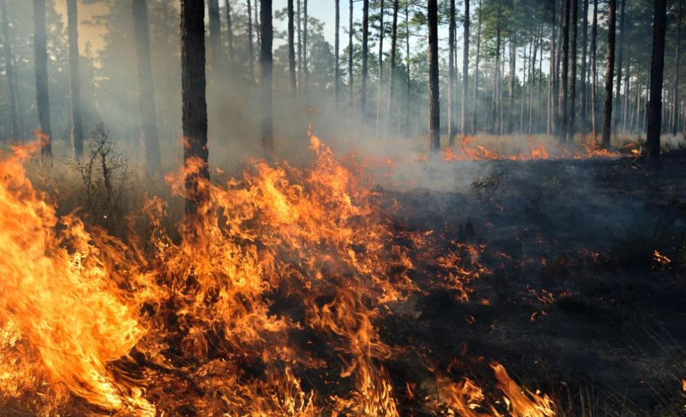 Огненият ад до село Виден се възобнови ВИДЕО