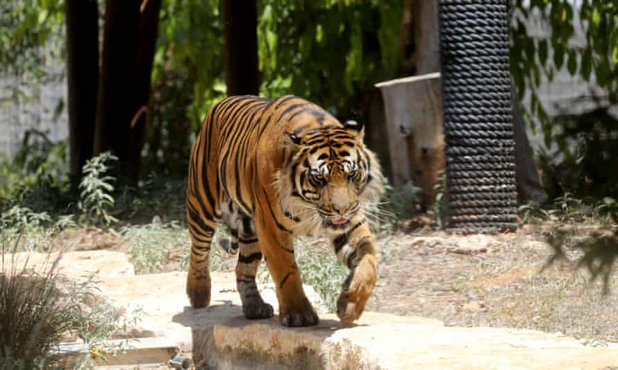 Ужасяващ инцидент: Тигър разкъса служителка в сафари парк