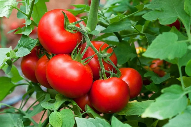 Сензация: Учени откриха, че доматите могат да крещят и да се защитават