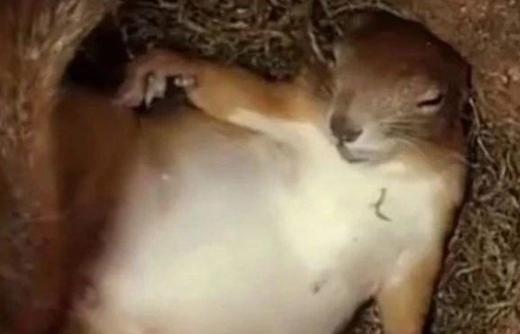Уникално ВИДЕО: Камера в хралупата на катеричка показа как спи животинчето