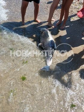 Труп на плажа шокира туристите на Шабла СНИМКА