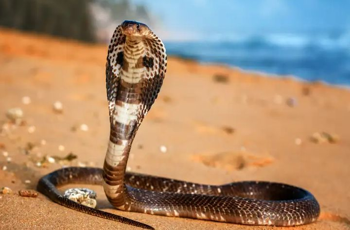 Смъртоносна кобра ухапа индиец и....умря